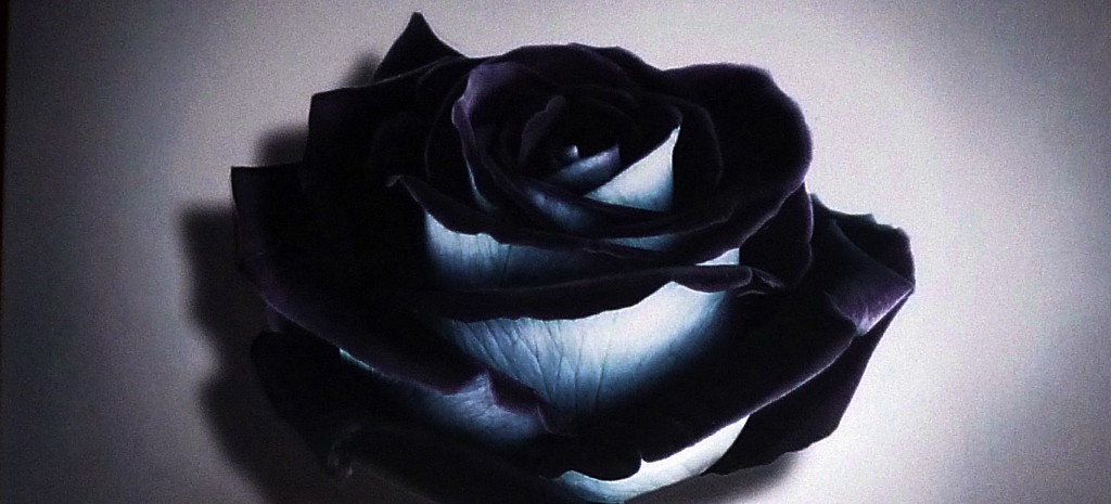 „Ich.bin.so.glücklich.“ – Jessica Knoll Rezension: "Ich.bin.so.glücklich." - Jessica Knoll, www.talesandmemories.de